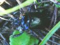 Ceratophyus rossii